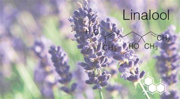 What products have linalool