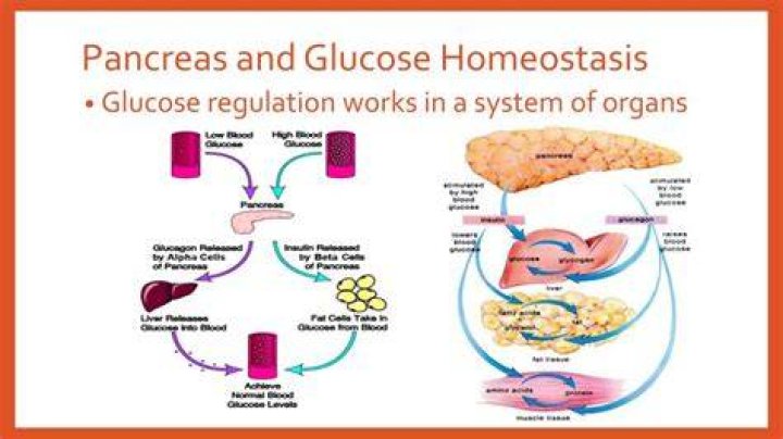 What role does the pancreas play in homeostasis