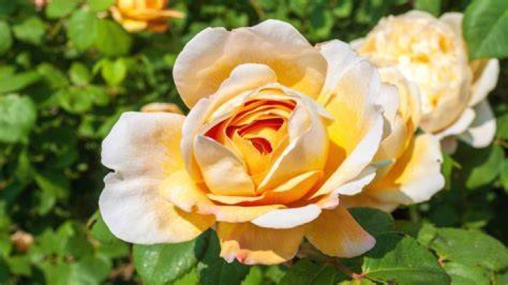 What Rose has the largest bloom