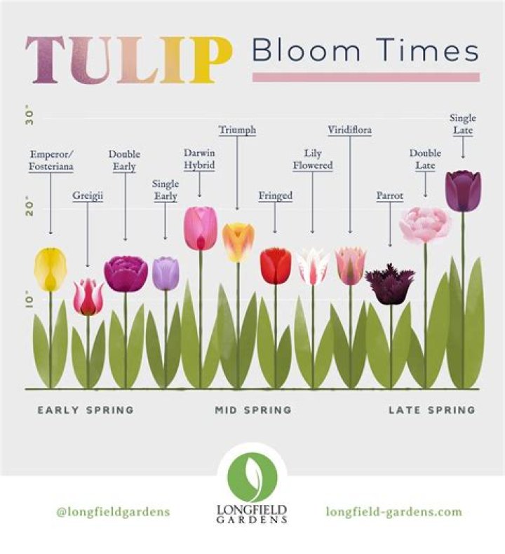 What season do tulips bloom