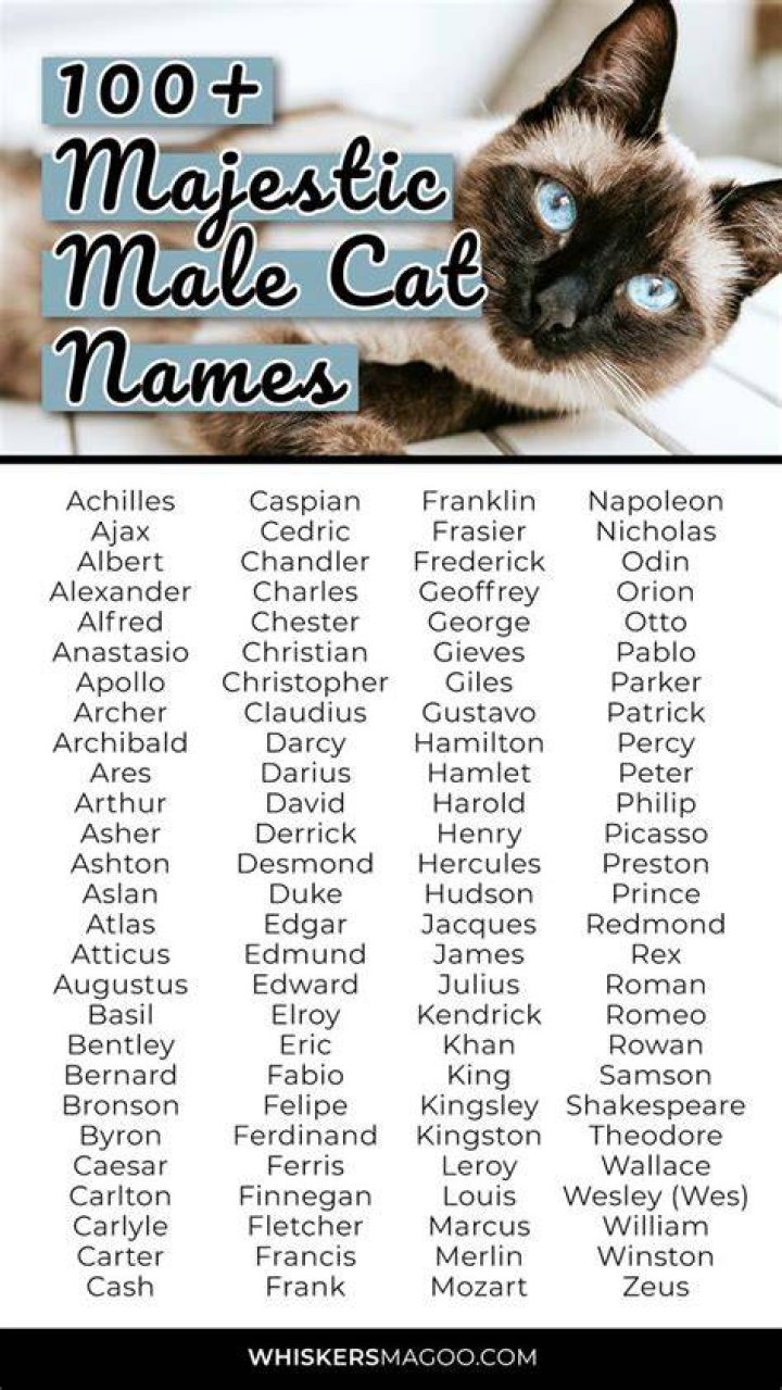 What should I name my white male cat