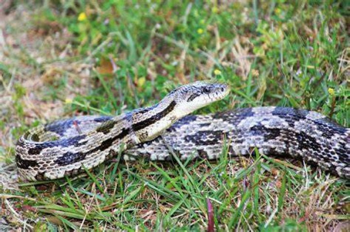 What snakes are in Alabama