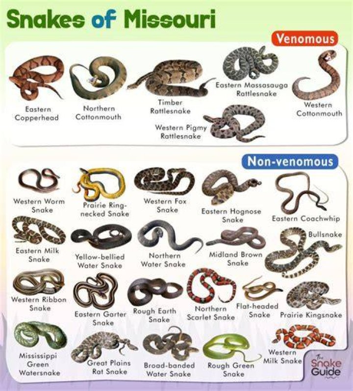 What snakes are native to Missouri