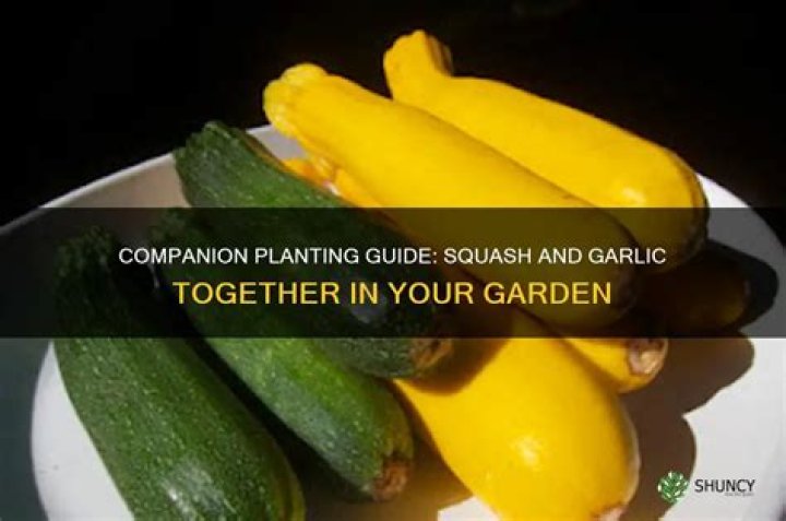 What squash can be planted together