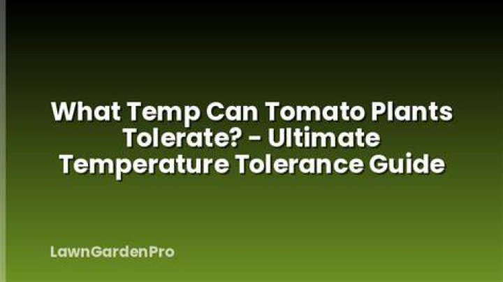What temperature can tomato plants tolerate