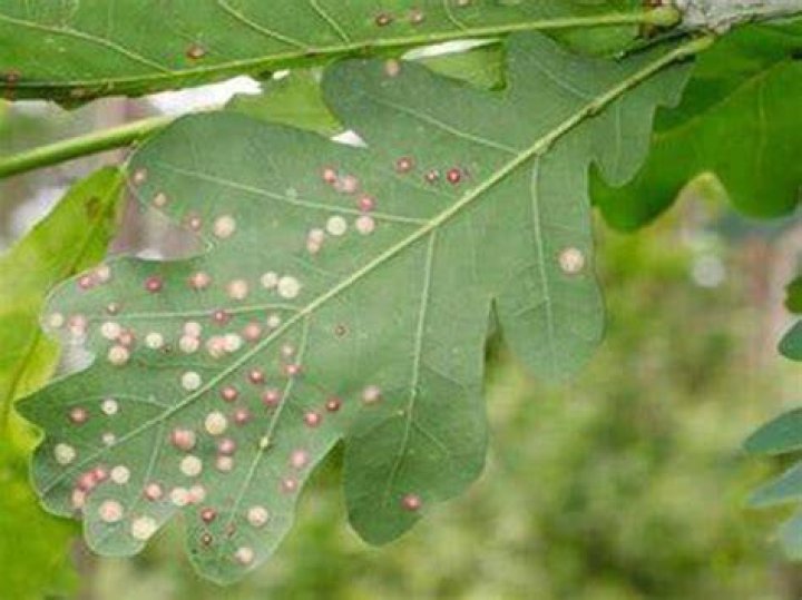 What temperature kills oak mites