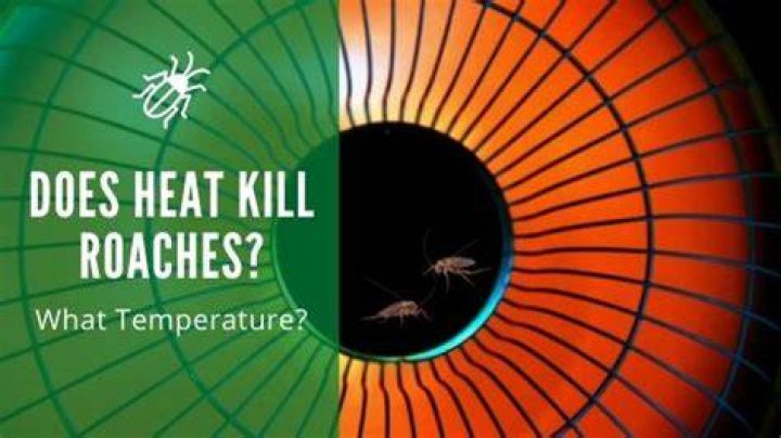 What temperature kills roaches