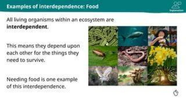 What things are interdependent