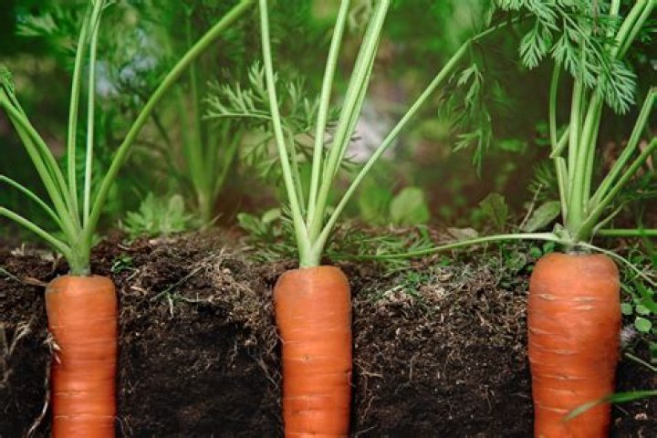 What time of year carrots grow