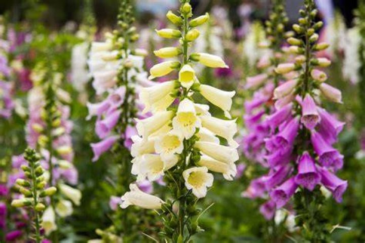 What time of year do foxgloves bloom