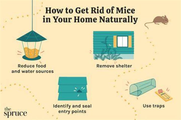 What to do when you find mice in your house