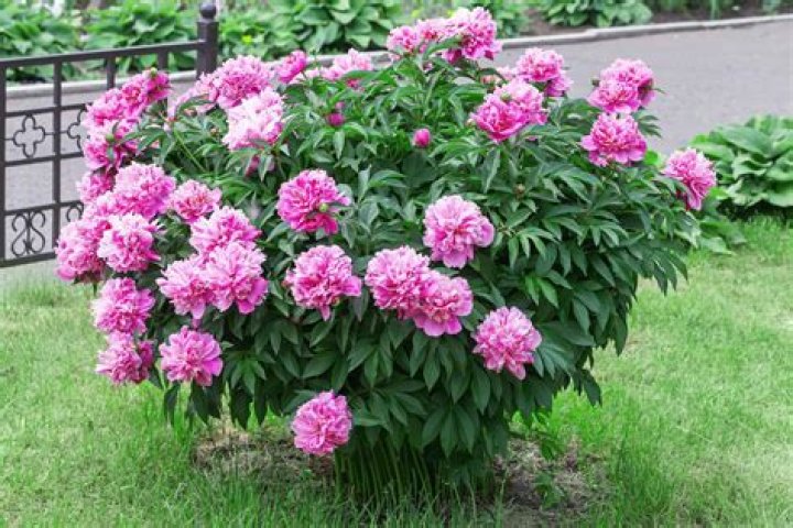 What to grow with peonies