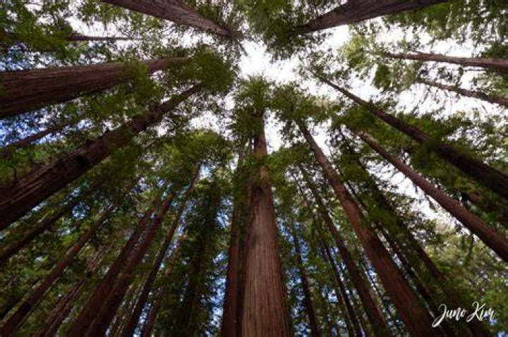 What trees are in Northern California