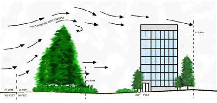 What trees block wind