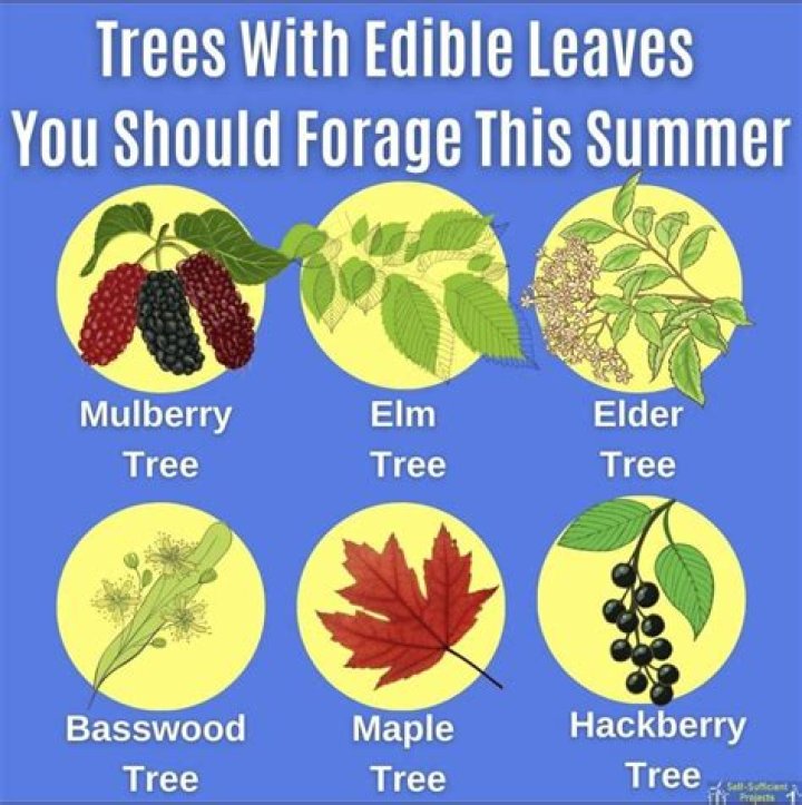 What trees have edible leaves