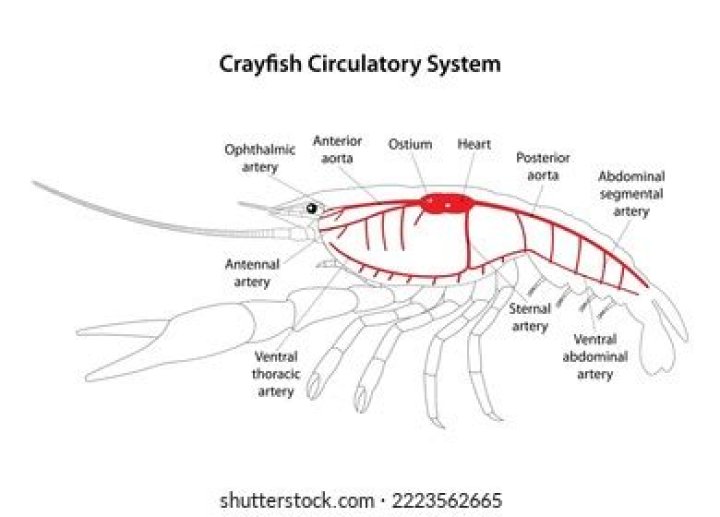What type of circulatory system does the crayfish have
