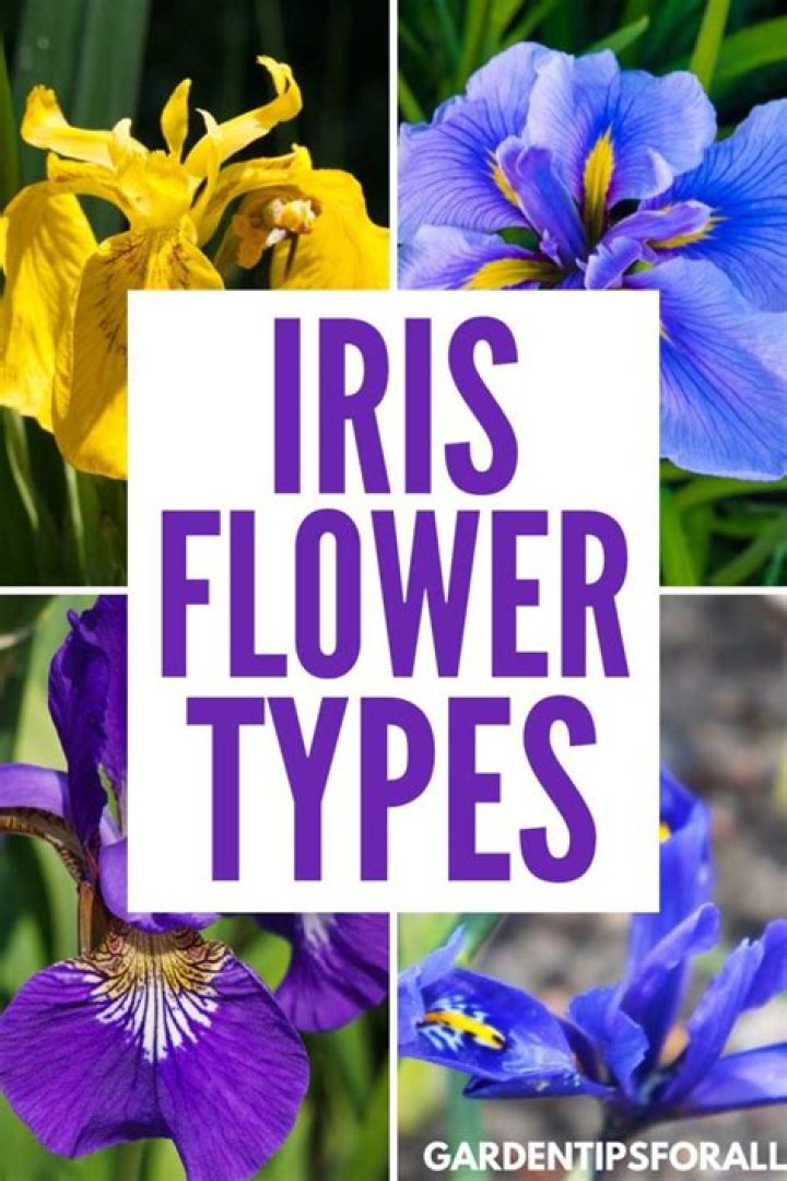 What type of flower is an iris