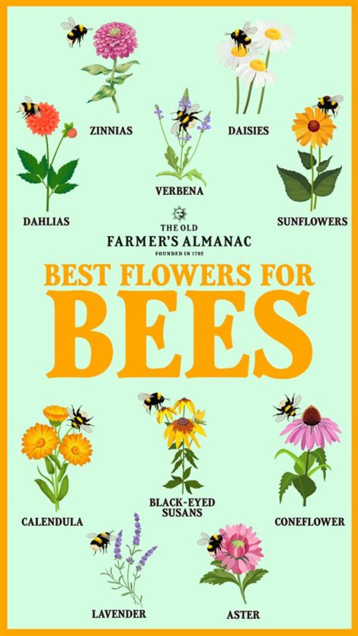 What type of flowers do bees like