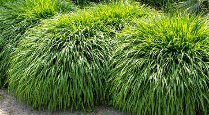 What type of grass grows well in the shade