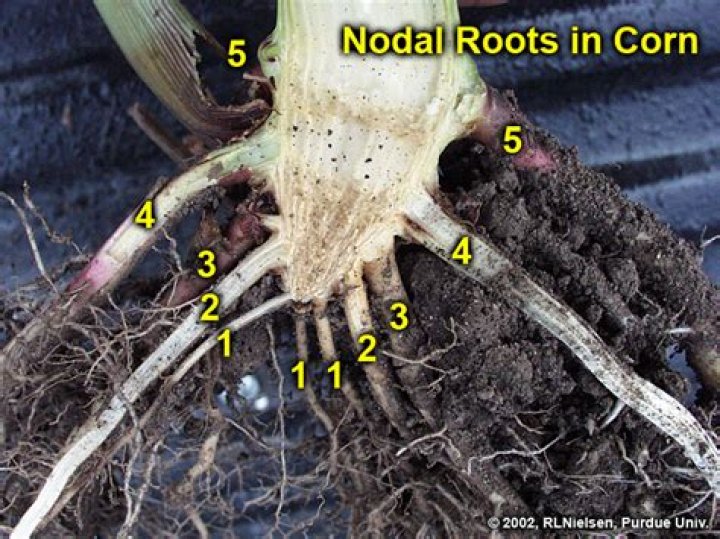What type of root system does the corn plant have