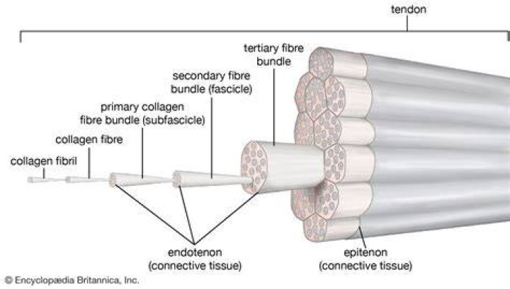 What type of tissue are tendons made of