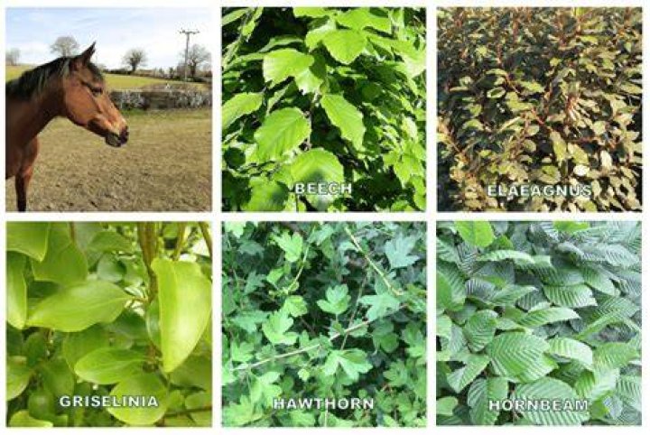 What type of trees are safe for horses