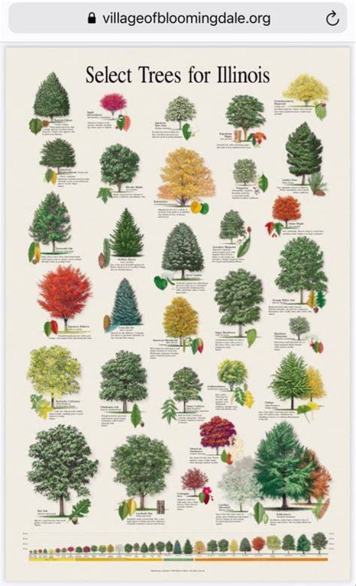 What types of trees are in Illinois