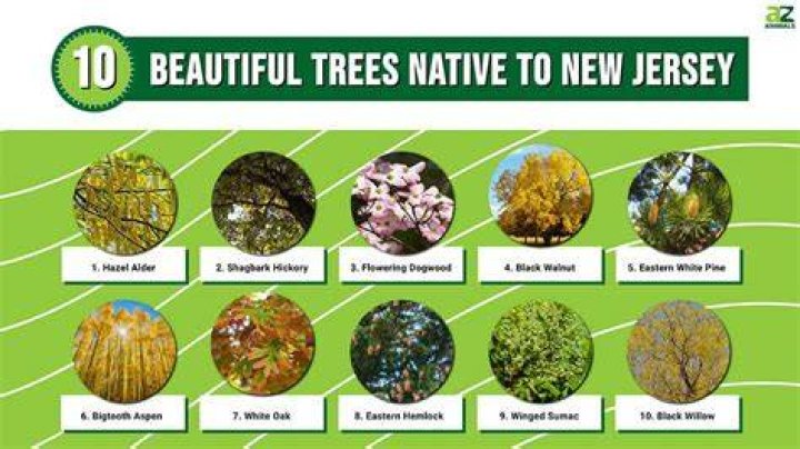 What types of trees are in New Jersey