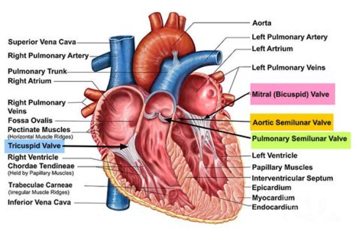 What valves are in the heart