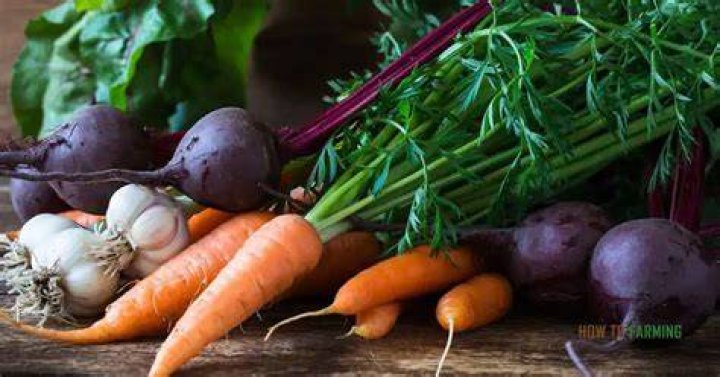 What vegetables grow well in San Diego