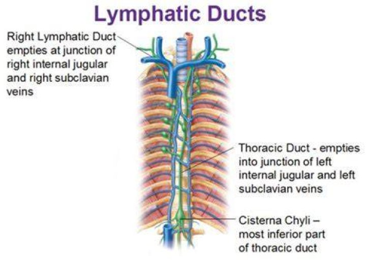 What vein does the right lymphatic duct drain into