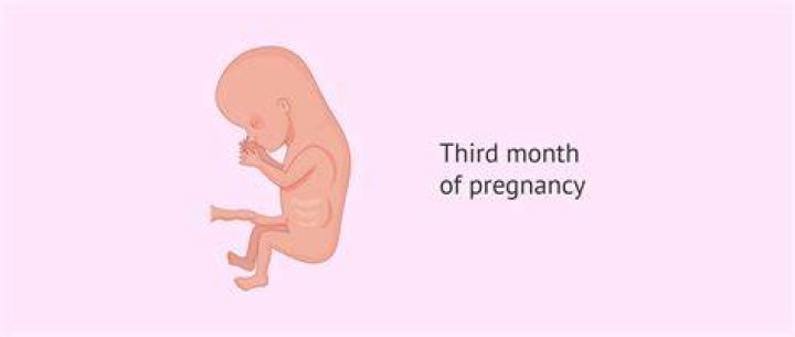 What week is the third month of pregnancy