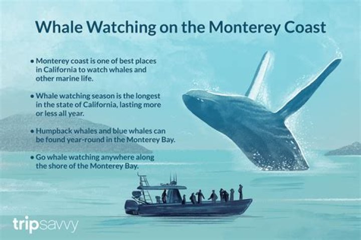 What whales can you see in Monterey