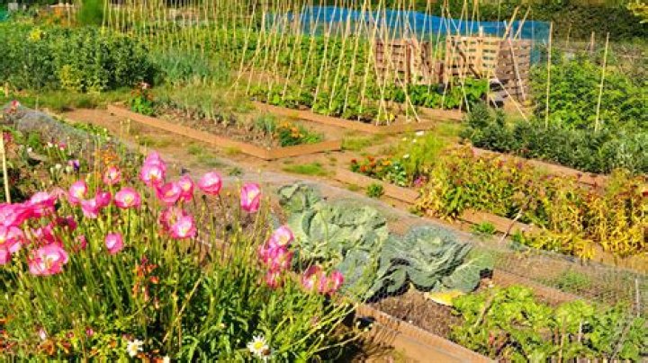 Whats best to grow on an allotment