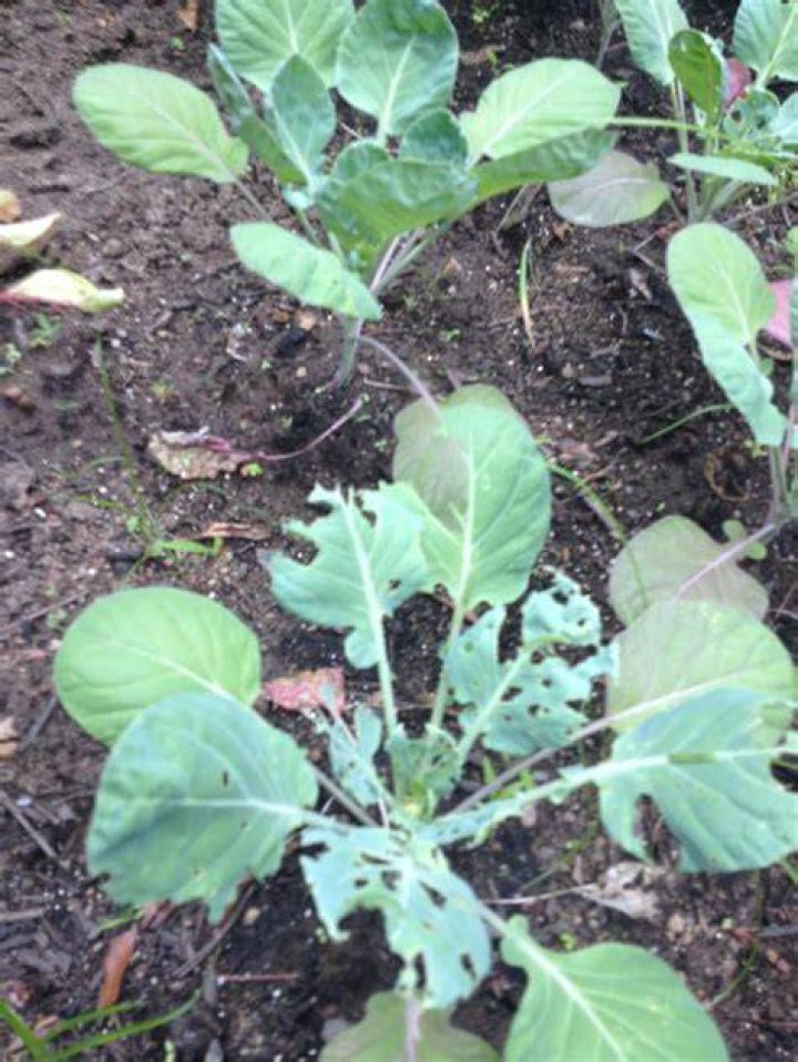Whats eating my cabbage and broccoli