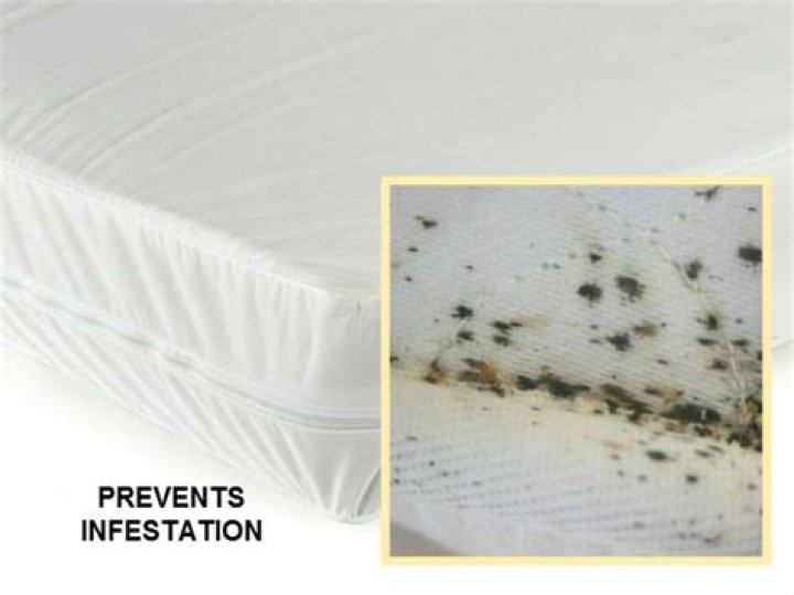 Whats the best mattress cover for bed bugs