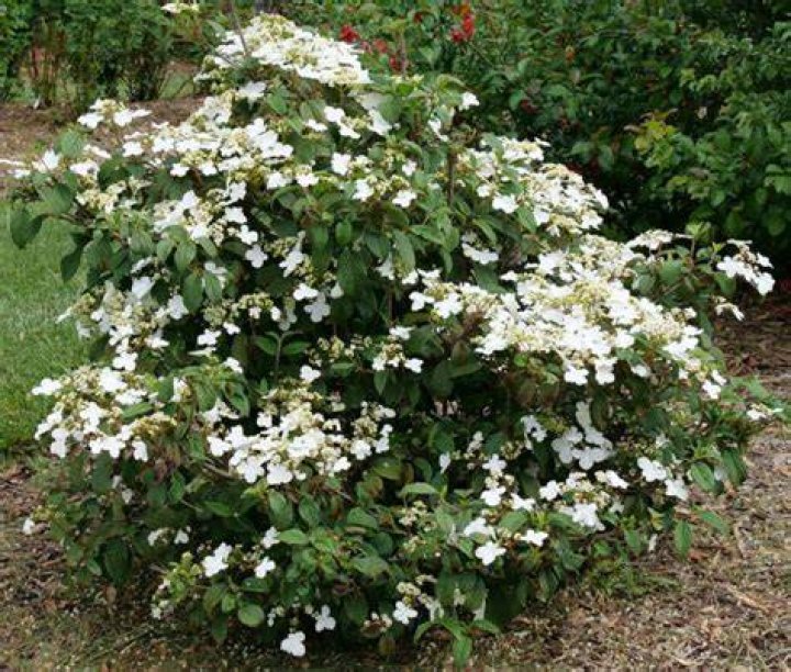 When can I move viburnum
