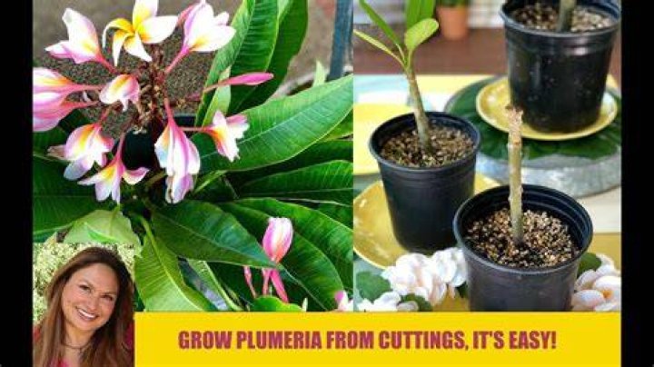 When can I put my plumeria outside