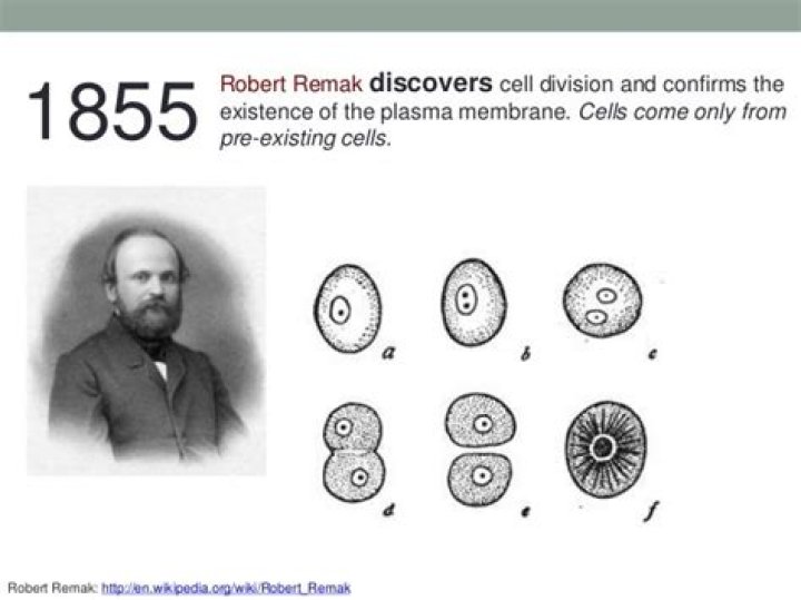 When did Robert Remak contribute to the cell theory
