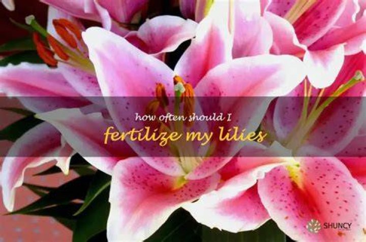 When should I fertilize lilies