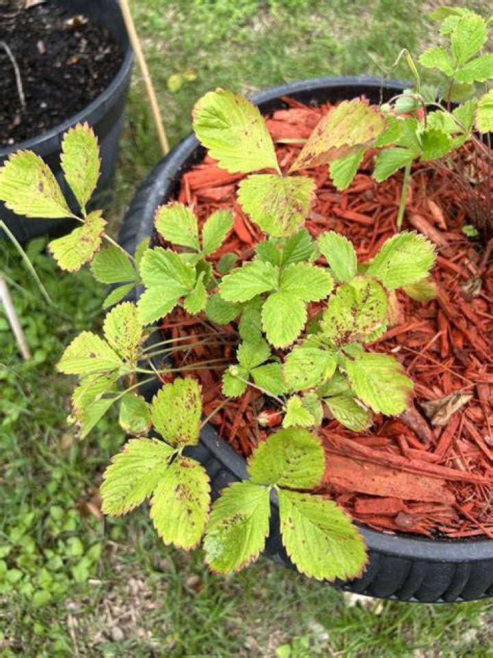 When should I remove the mulch from my strawberries