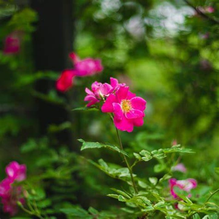 When should I trim my dogs Roses