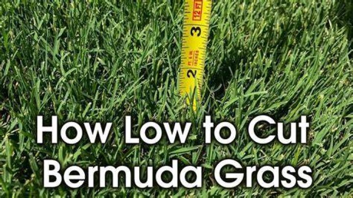 When should you cut the grass low