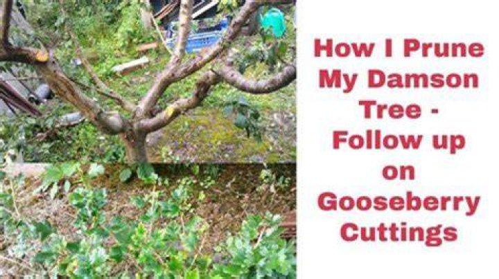 When should you prune a damson tree