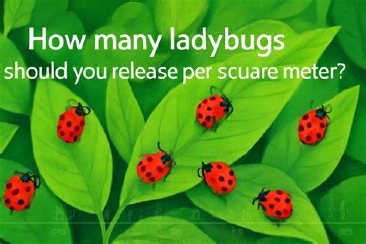 When should you release ladybugs
