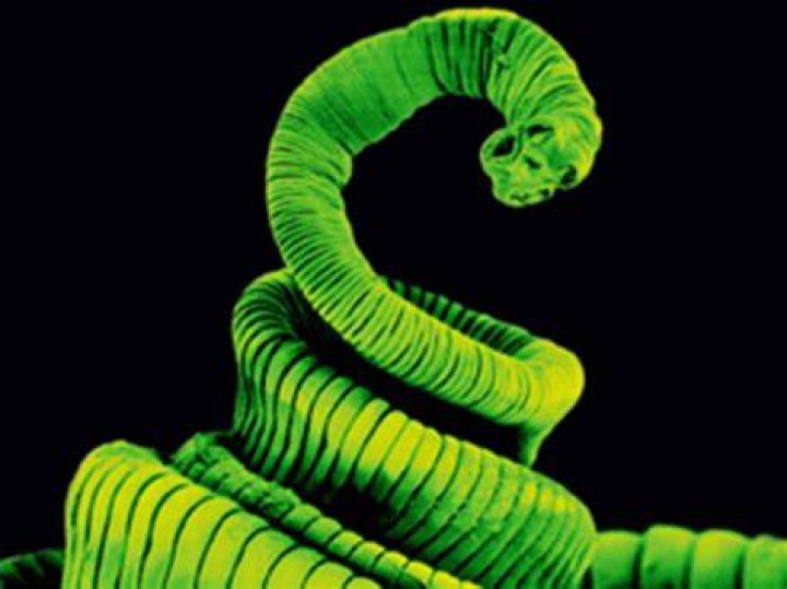When was tapeworm discovered