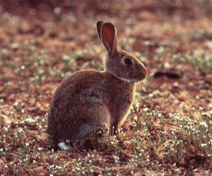 When were rabbits introduced to Australia