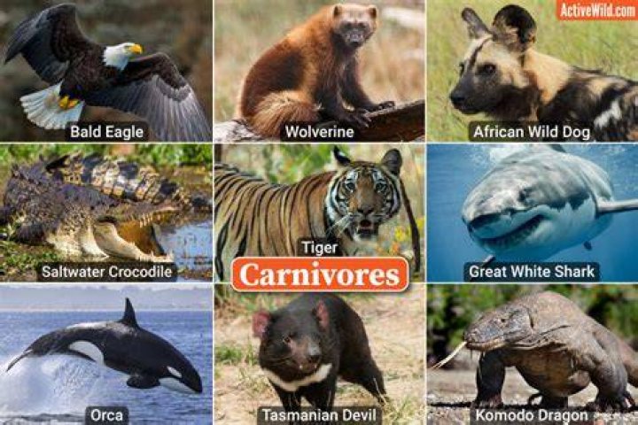 Where are Carnivora found