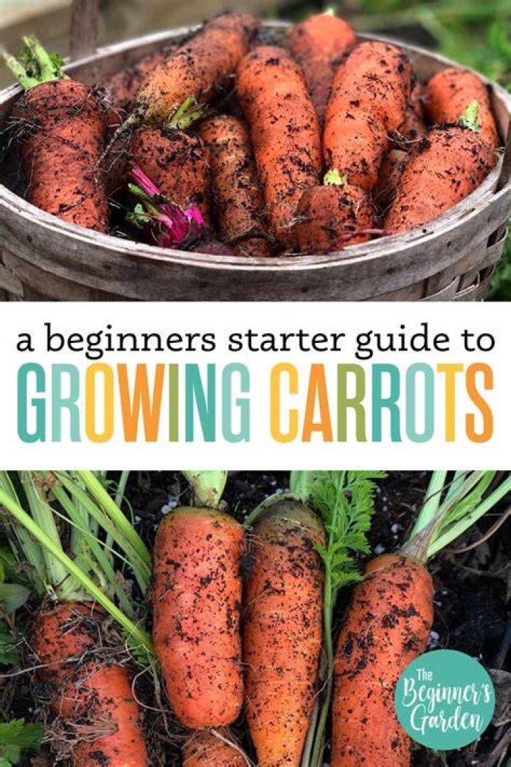 Where are carrots grown in the US