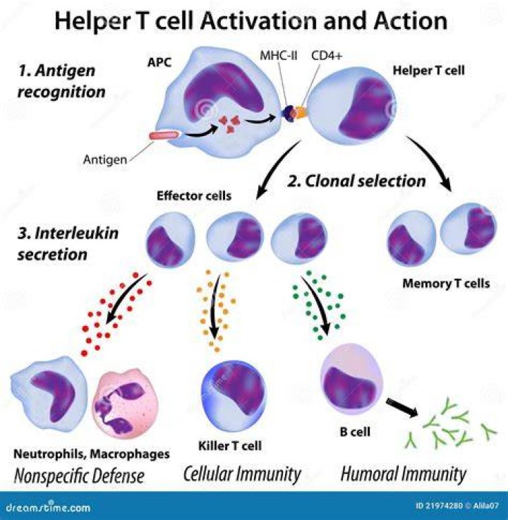 Where are helper T cells found